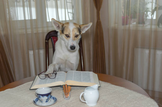 dog homework picture Portrait of smart white mixed-breed dog reading big book while sitting on a chair at the table Portrait of smart white mixed-breed dog reading big book while sitting on a chair at the table dog ate my homework stock pictures, royalty-free photos & images