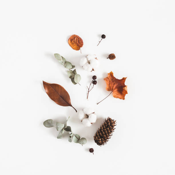 istock Autumn composition. Pattern made of eucalyptus branches, cotton flowers, dried leaves on white background. Autumn, fall concept. Flat lay, top view 1026406318