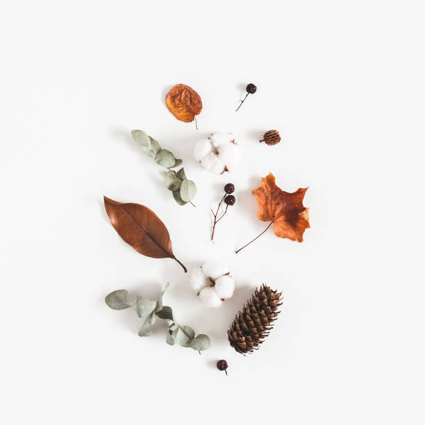Autumn composition. Pattern made of eucalyptus branches, cotton flowers, dried leaves on white background. Autumn, fall concept. Flat lay, top view Autumn composition. Pattern made of eucalyptus branches, cotton flowers, dried leaves on white background. Autumn, fall concept. Flat lay, top view eucalyptus tree photos stock pictures, royalty-free photos & images