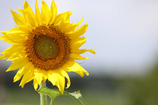 sun flower sunflower closeup sunflower star stock pictures, royalty-free photos & images