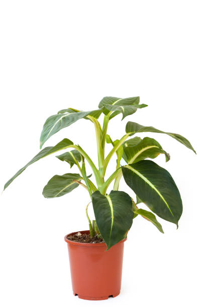 istock Isolated diffenbachia in brown pot on white background. Home and garden concept. 1026407302