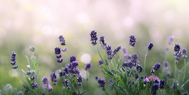 istock Lavender flowers in summer morning 1026410038