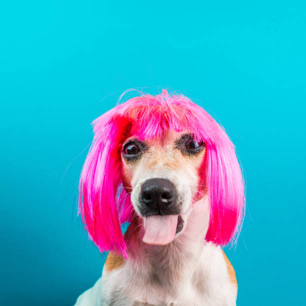istock bully dog mozzle in pink wig on blue background 1026412530