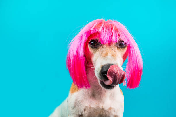 istock charming lady dog licking in pink wig on blue background. 1026414962