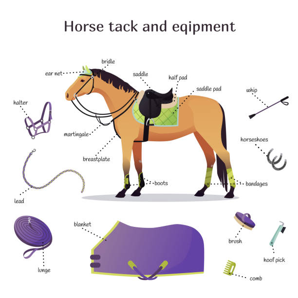 ilustrații de stoc cu colecția vectorială cu diferite elemente de tack și echipament de cal. călărie, antrenament și echipament sportiv ecvestru - perie pentru animale