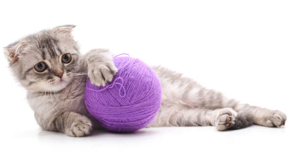 istock One striped kitten with a ball of yarn. 1026415132