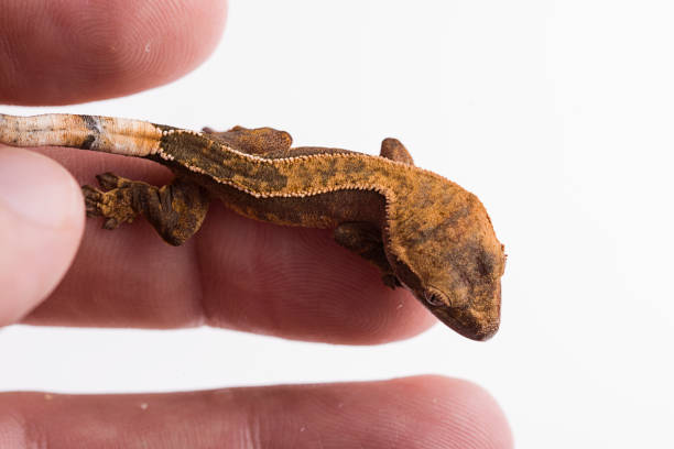 istock Newborn crested gecko on hand isolated white background 1026415356