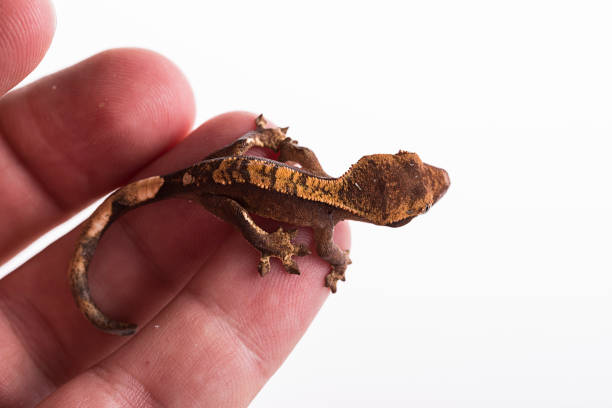 istock Newborn crested gecko on hand isolated white background 1026415368