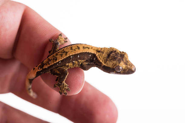 istock Newborn crested gecko on hand isolated white background 1026415372