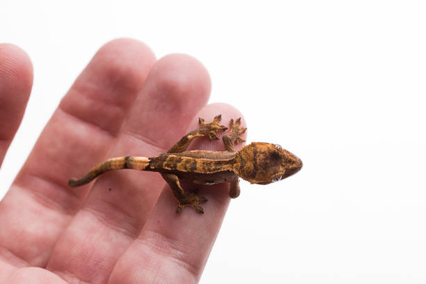 istock Newborn crested gecko on hand isolated white background 1026415376
