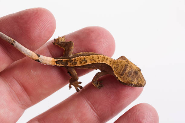istock Newborn crested gecko on hand isolated white background 1026415380