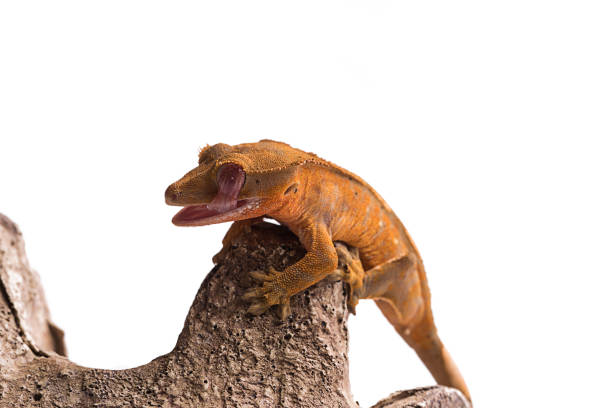 istock Newborn crested gecko on isolated white background 1026415384