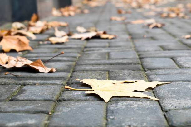 istock winter is coming and maple tree leaves have fallen to the sidewalk 1026424690