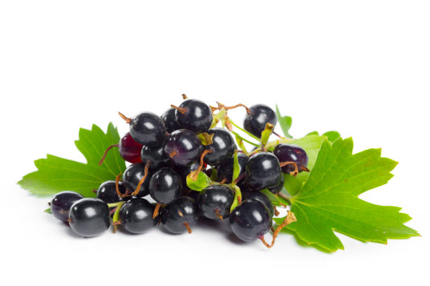 istock Berries black currant with green leaf. Fresh fruit, isolated on white background. 1026433880