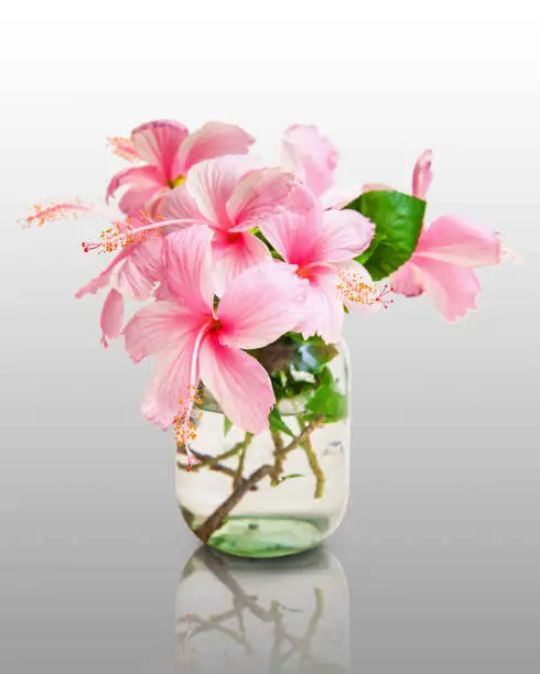 Pink Hibiscus Flowers in Glass Vase isolated on white