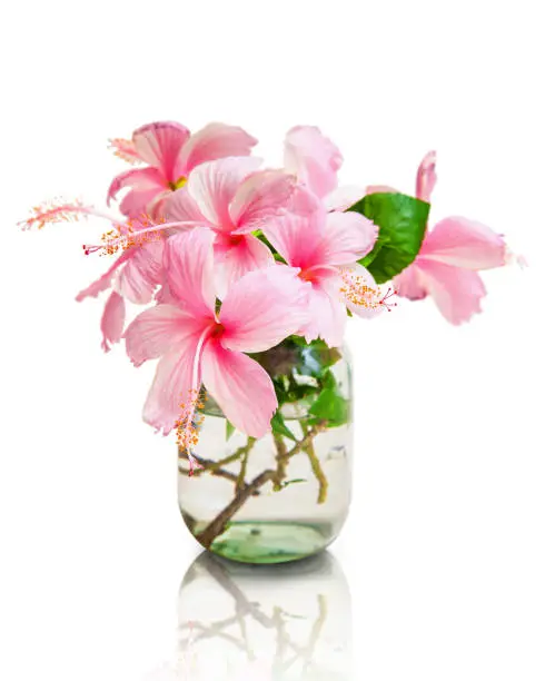 Pink Hibiscus Flowers in Glass Vase isolated on white