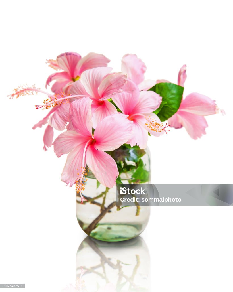 Foto de Flores De Hibisco Rosa Em Vaso De Vidro Isolado No Branco e mais  fotos de stock de Cabeça da flor - iStock