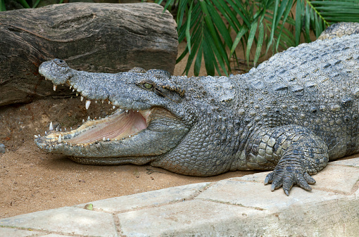 Profile of a large crocodile opening his mouth
