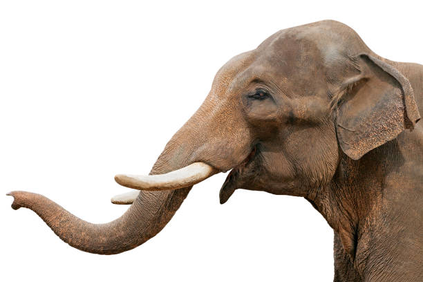 Animal Trunk Stock Photos, Pictures & Royalty-Free Images - iStock Animal Trunk Stock Photos, Pictures & Royalty-Free Images - iStock