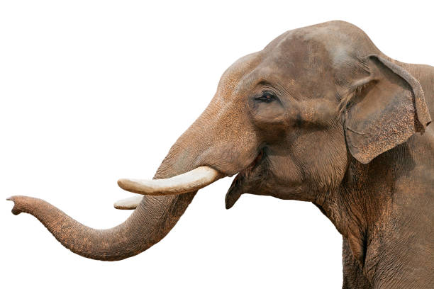 head of an elephant, isolated - elephant head imagens e fotografias de stock