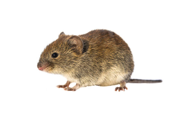 istock Bank vole walking on white background 1026434476