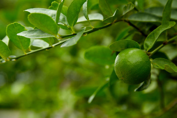 istock Close-up lime plant in garden 1026435006
