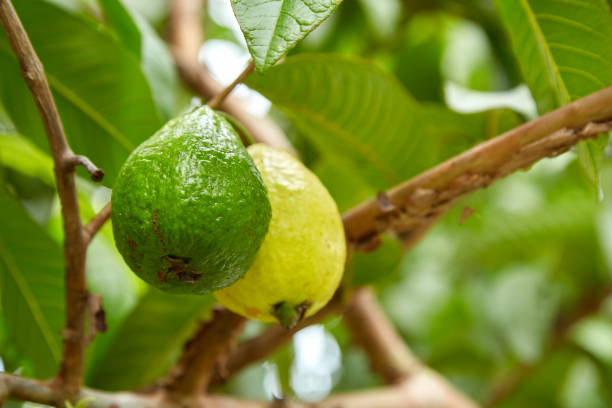 istock Close-Up Of Guavas Growing On Tree 1026435022