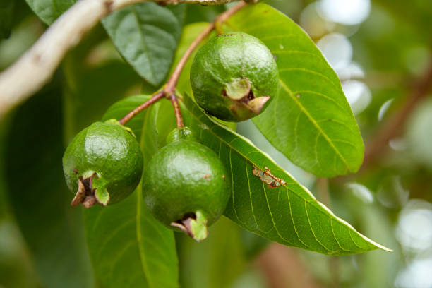 istock Close-Up Of Guavas Growing On Tree 1026435056