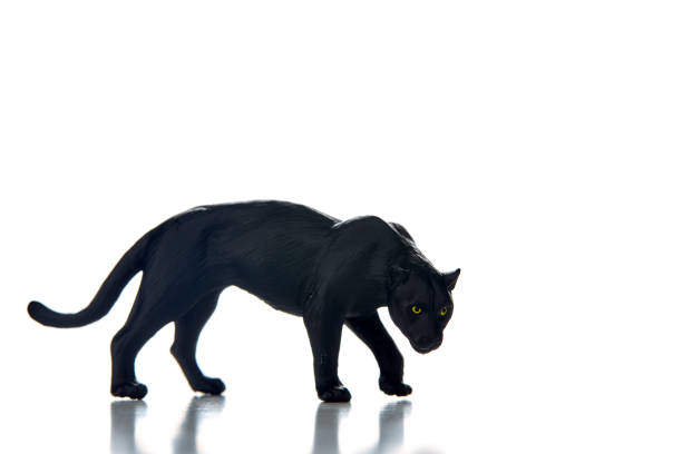 Photo of black cat in outdoor for halloween. No people are seen in frame. Shot under daylihgt.