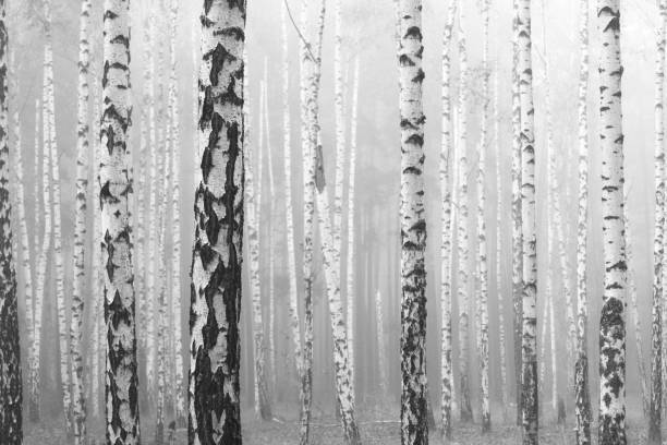 istock Black-and-white photo with beautiful birches 1026439986