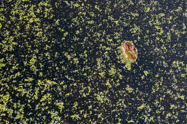 the small canal green full of cherish plant floating on pond for nature background