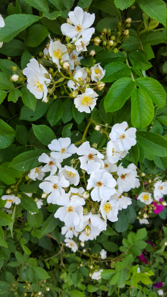 Flowering Multiflora Rose Rosa multiflora rosa multiflora stock pictures, royalty-free photos & images