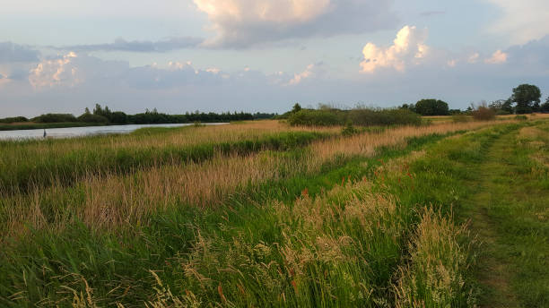 istock Dutch landscape of lake bordered by reed 1026440590