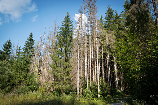 Pine forest devastated be bark beetle infestation.