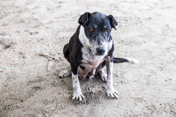 Sad stray dog on beach in Western Samoa, South Pacific