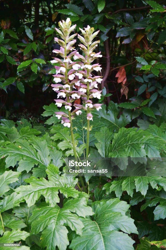 Bears Breeches Stock Photo - Download Image Now - Bear's Breeches,  Acanthaceae, Bear - iStock
