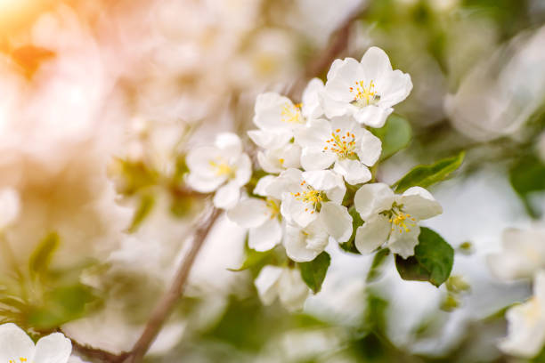 istock Branch of spring apple tree with white flowers, blooming background 1026448104