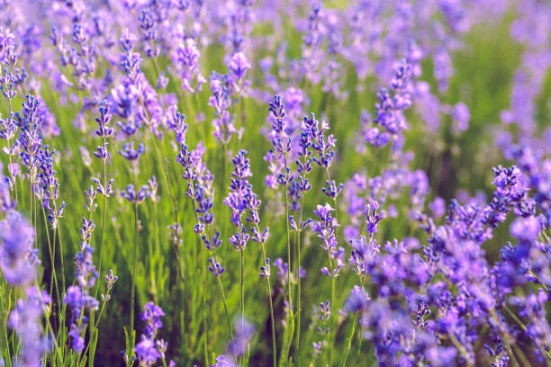 istock Lavender Field in the summer 1026448656