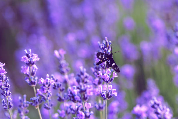 istock Lavender Field in the summer 1026448686