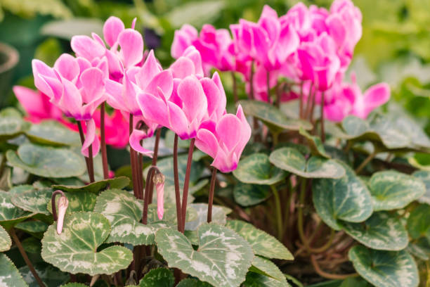 pink Persian cyclamen flowers in bloom closeup of pale pink Persian cyclamen flowers in bloom cyclamen stock pictures, royalty-free photos & images
