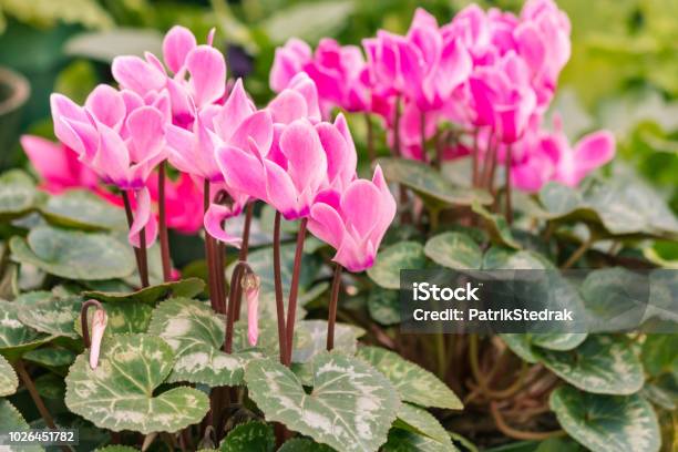 Pink Persian Cyclamen Flowers In Bloom Stock Photo - Download Image Now - Cyclamen, Pink Color, Springtime