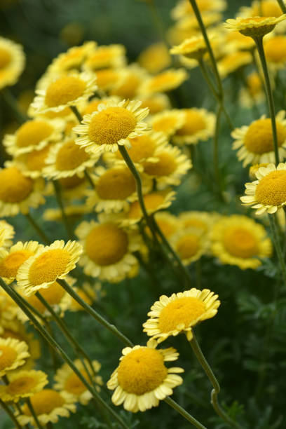 istock Yellow chamomile Sancti-Johannis 1026454456