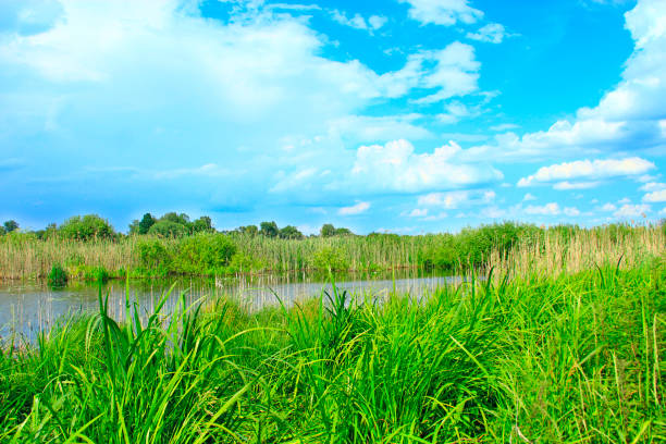 istock Lake surrounded with cane and white clouds 1026456430