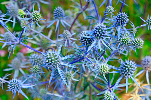 Thorny plant of Eryngium. Medicinal plant in summer. Seasonal flowers. Herbal pharmacy. Homeopathy