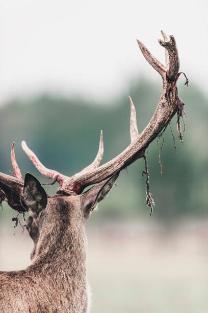 istock Red deer buck with fresh swept bloody antler. Rear view. 1026457488