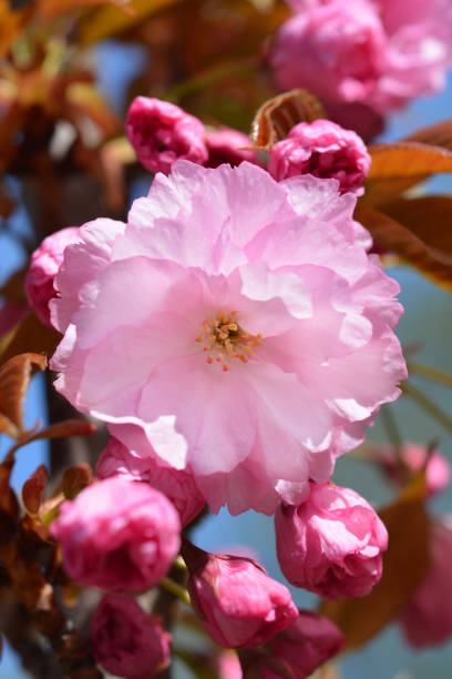 istock Japanese cherry Kanzan 1026468974