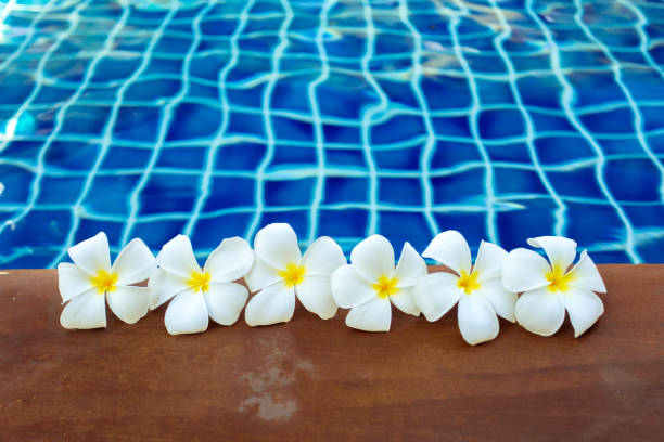 istock Floating frangipani flowers in the pool 1026470022