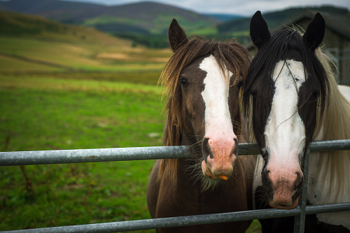 A Pair of Horses in a Paddock in Rural Scotland With Copy Space