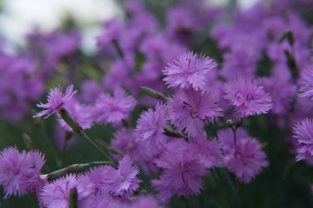 istock purple flowers closeup 1026473622