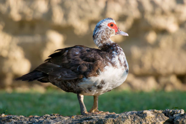 istock male domestic muscovy duck 1026476178
